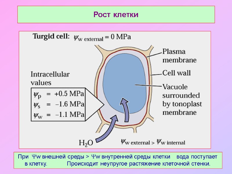Рост клетки При  w внешней среды > w внутренней среды клетки  